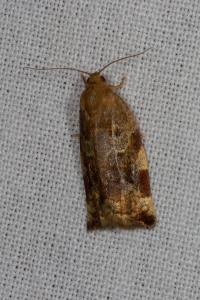 <i>Archips xylosteana</i>