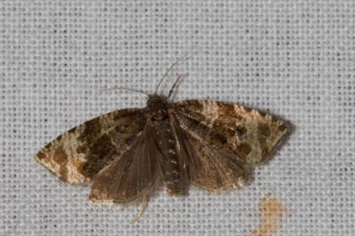 <i>Celypha cespitana</i>