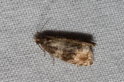<i>Celypha cespitana</i>
