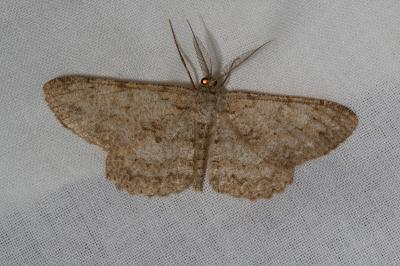 <i>Hypomecis punctinalis</i>