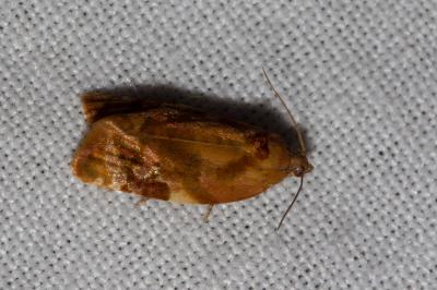 <i>Ditula angustiorana</i>
