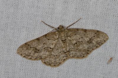 <i>Ectropis crepuscularia</i>