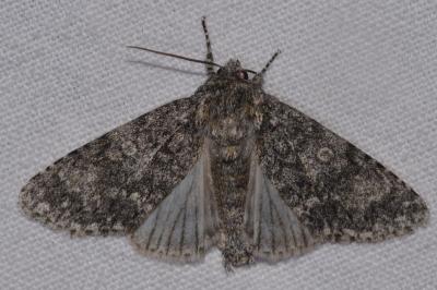 <i>Acronicta megacephala</i>