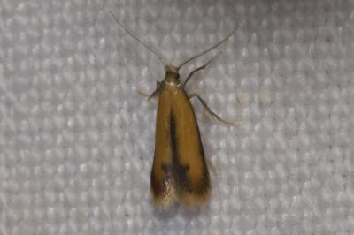 <i>Coptotriche marginea</i>