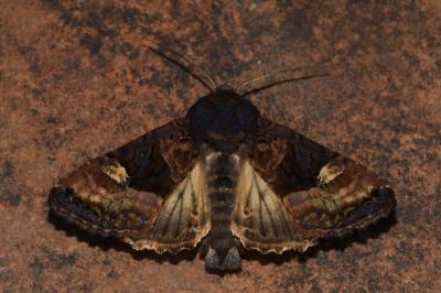 <i>Euplexia lucipara</i>