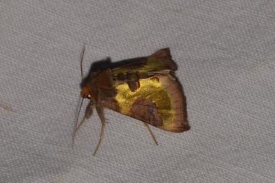 <i>Diachrysia chrysitis/stenochrysis</i>