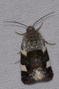 <i>Acontia lucida</i>