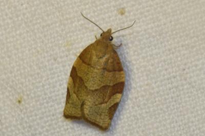 <i>Pandemis cerasana</i>