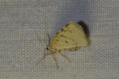 <i>Stegania trimaculata</i>