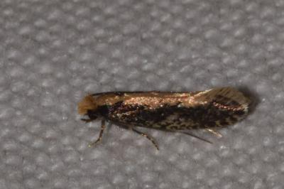 <i>Monopis crocicapitella</i>