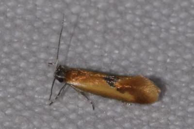 <i>Batia lunaris</i>