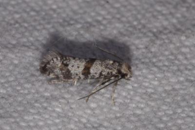 <i>Scythropia crataegella</i>