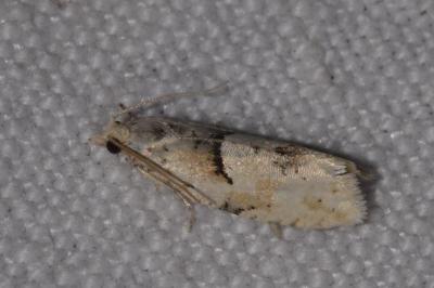 <i>Epinotia bilunana</i>