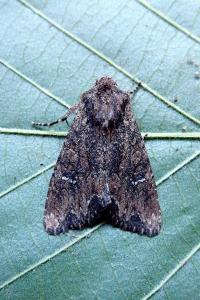 <i>Mniotype solieri</i>