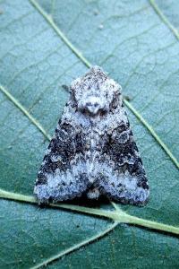 <i>Hecatera bicolorata</i>