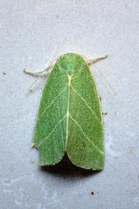 <i>Bena bicolorana</i>