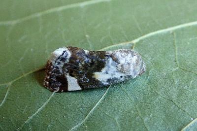 <i>Acontia lucida</i>