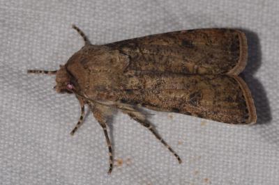 <i>Agrotis segetum</i>
