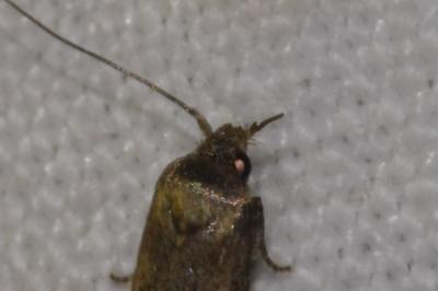 <i>Blastobasis phycidella</i>