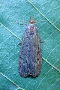 <i>Lamoria anella</i>