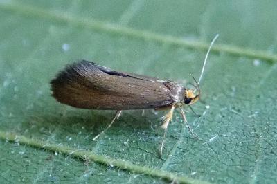 <i>Crassa unitella</i>