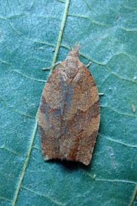 <i>Pandemis heparana</i>