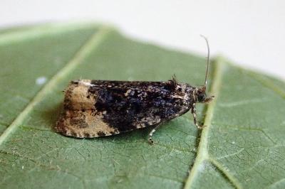 <i>Hedya ochroleucana</i>
