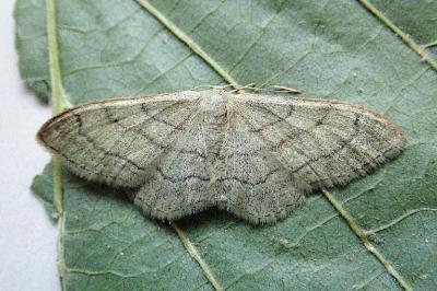 <i>Idaea aversata</i>