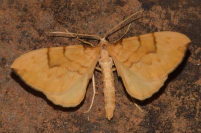 <i>Gandaritis pyraliata</i>