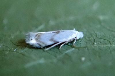 <i>Pseudopostega crepusculella</i>