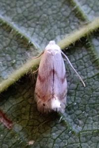 <i>Pseudopostega crepusculella</i>