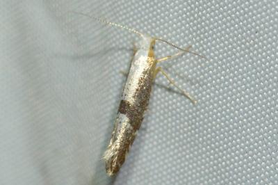 <i>Argyresthia spinosella</i>