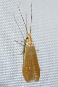 <i>Coleophora</i>