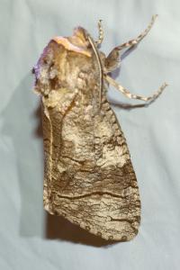 <i>Cossus cossus</i>