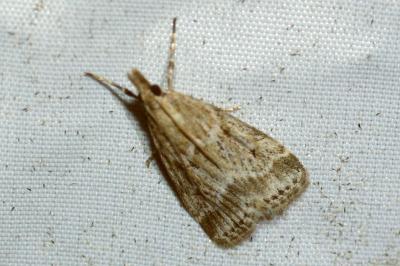 <i>Eudonia pallida</i>