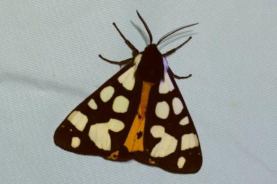 <i>Arctia villica</i>
