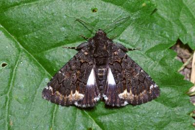 <i>Catephia alchymista</i>