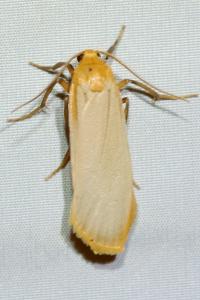 <i>Katha depressa</i>