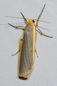 <i>Nyea lurideola</i>