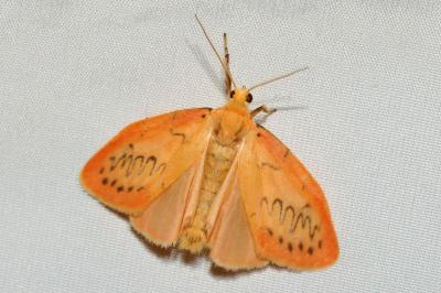 <i>Miltochrista miniata</i>
