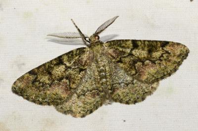 <i>Cleorodes lichenaria</i>
