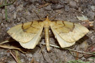 <i>Gandaritis pyraliata</i>