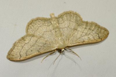 <i>Idaea aversata</i>