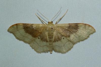 <i>Idaea degeneraria</i>