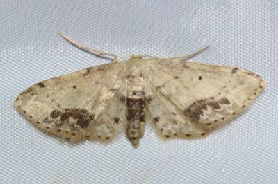 <i>Idaea dimidiata</i>