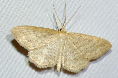 <i>Idaea macilentaria</i>