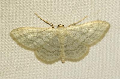 <i>Idaea subsericeata</i>