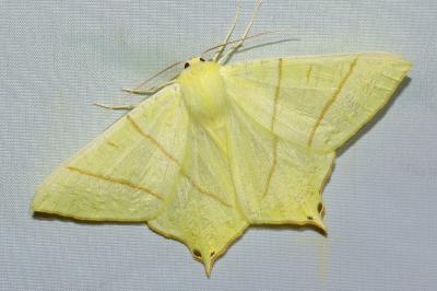 <i>Ourapteryx sambucaria</i>