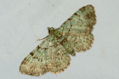 <i>Pasiphila rectangulata</i>