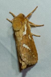 <i>Korscheltellus lupulinus</i>